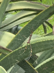 Trichonephila clavipes