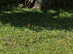 Argynnis hyperbius hyperbius