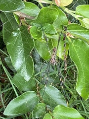 Trichonephila clavipes