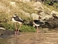 Himantopus himantopus