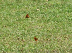 Argynnis hyperbius hyperbius