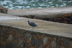 Egretta caerulea