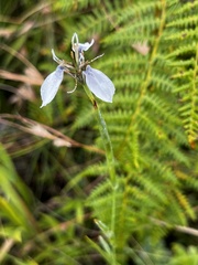 Moraea brevistyla