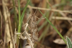 Nomophila noctuella