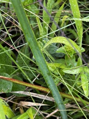 Moraea brevistyla