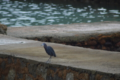 Egretta caerulea