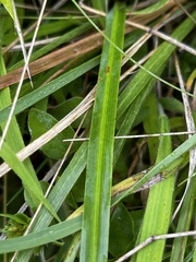 Moraea brevistyla