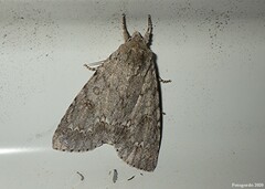 Acronicta americana