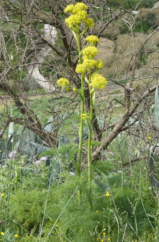 Ferula communis image