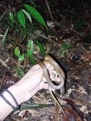 Mastigodryas boddaerti