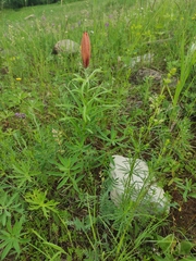 Lilium pensylvanicum
