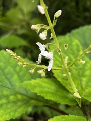 Plectranthus grallatus