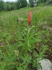Lilium pensylvanicum