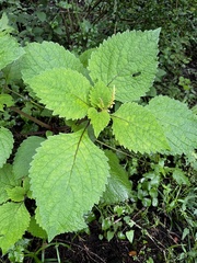 Plectranthus grallatus