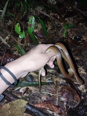 Mastigodryas boddaerti