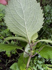 Plectranthus grallatus
