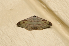 Hypochrosis hyadaria