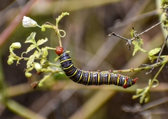 Didugua argentilinea