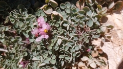 Sarcocapnos enneaphylla