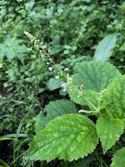 Plectranthus grallatus