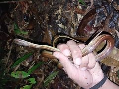 Mastigodryas boddaerti