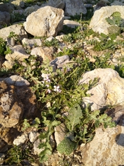 Erucaria hispanica