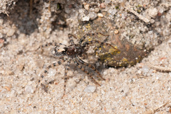 Arctosa perita