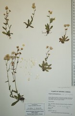 Erigeron philadelphicus provancheri