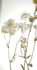 Erigeron philadelphicus provancheri