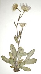 Erigeron philadelphicus provancheri