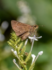Decinea percosius