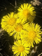Tussilago farfara