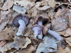Agaricomycetes