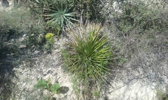 Dasylirion acrotrichum