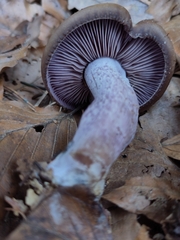Agaricomycetes