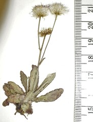 Erigeron philadelphicus provancheri