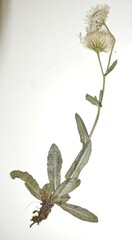 Erigeron philadelphicus provancheri