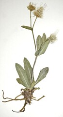 Erigeron philadelphicus provancheri
