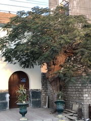 Delonix regia