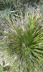 Dasylirion acrotrichum