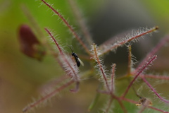 Eurytomidae