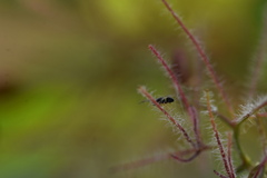 Eurytomidae