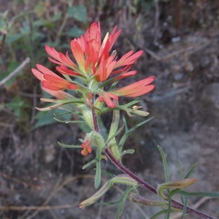 Castilleja bryantii