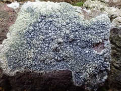 Lecanora pannonica