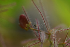 Eurytomidae