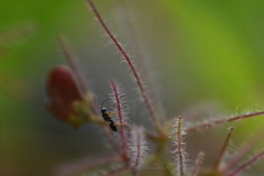 Eurytomidae