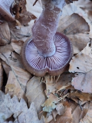 Agaricomycetes