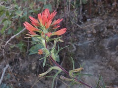 Castilleja bryantii
