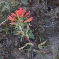 Castilleja bryantii
