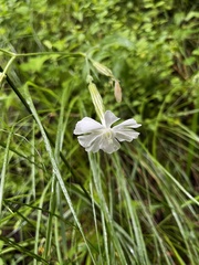 Silene undulata